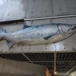 標津サーモン科学館が楽しすぎる！北海道観光にいく釣り人に是非とも寄ってほしいスポット。